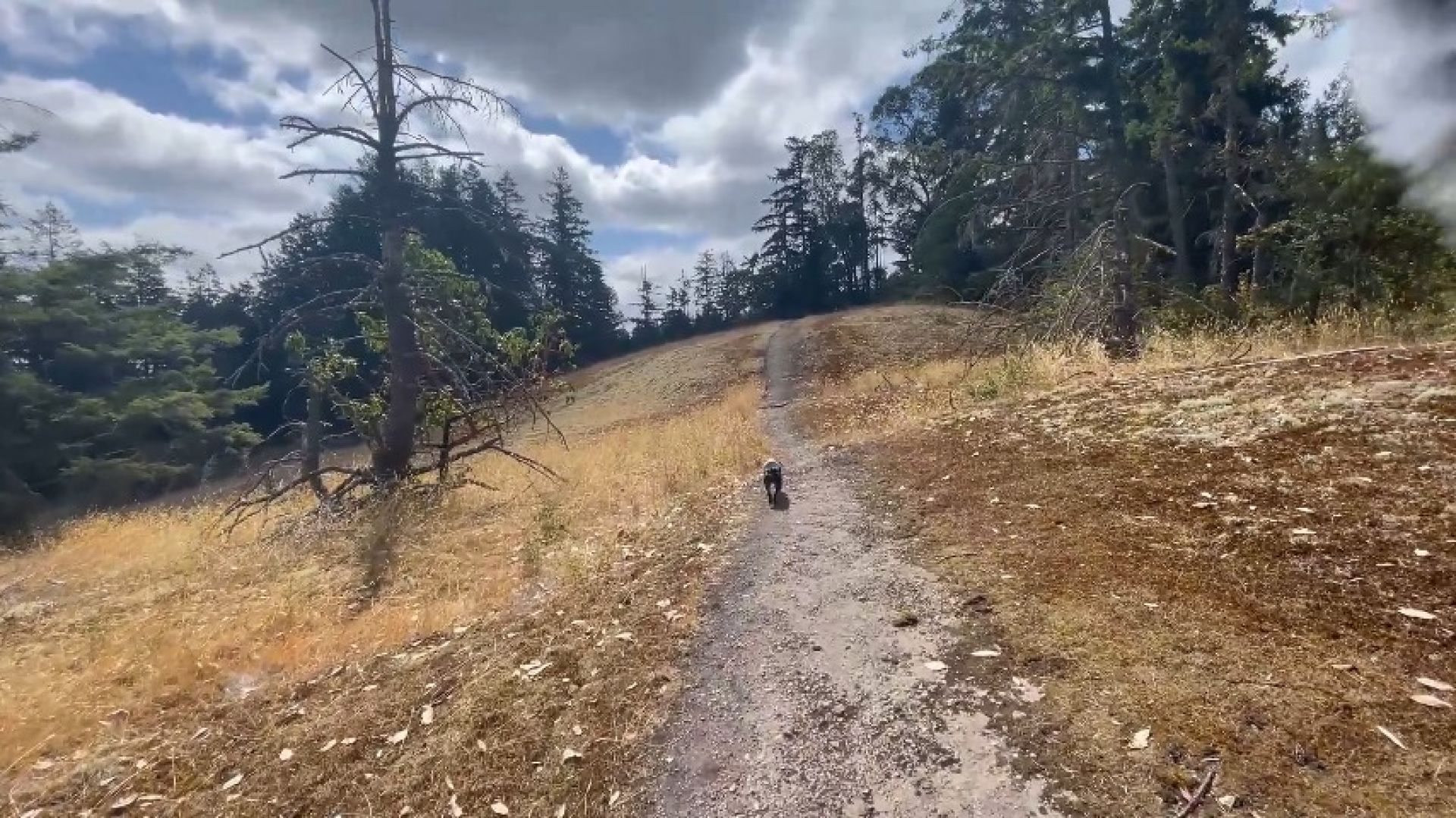 Chill ASMR Forest Hiking adventure