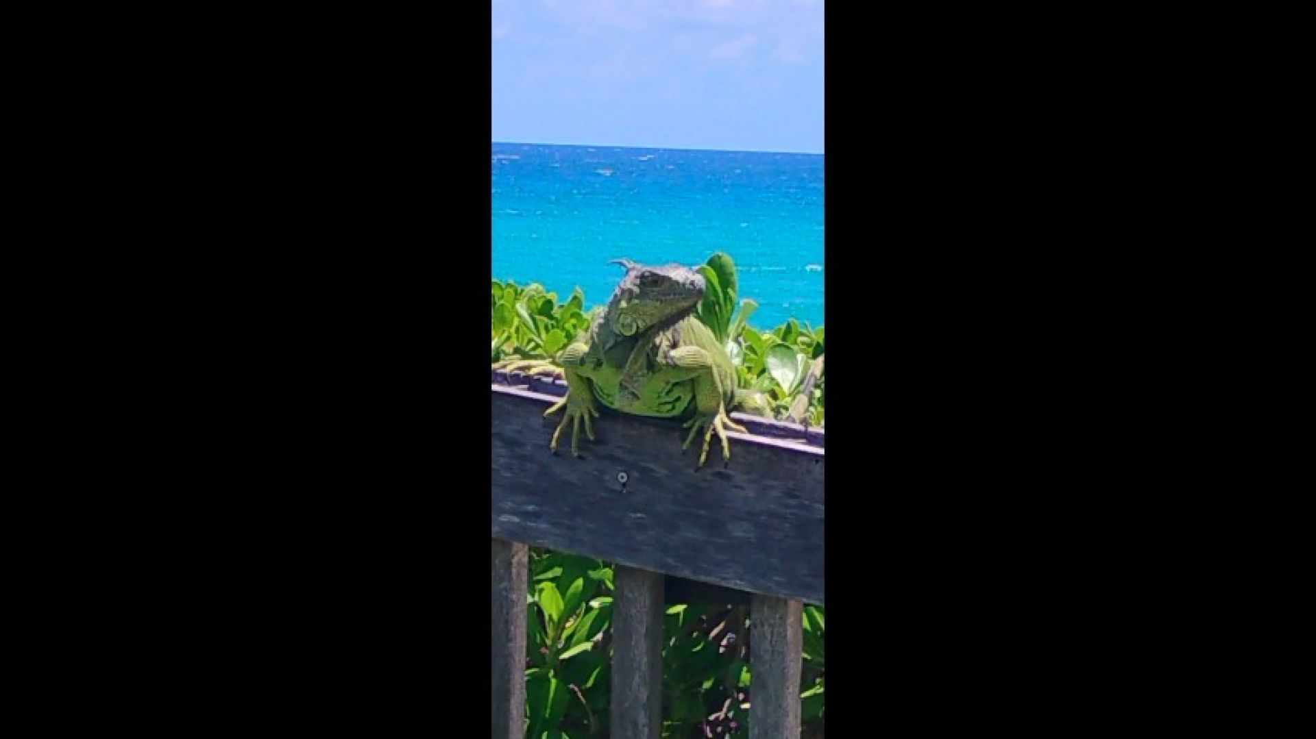 Check out these cool Iguanas