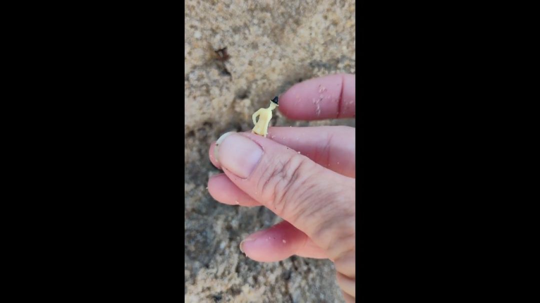 Gigi finds a tiny man while walking on the beach