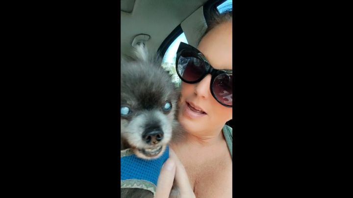 Taking my little pom for a walk