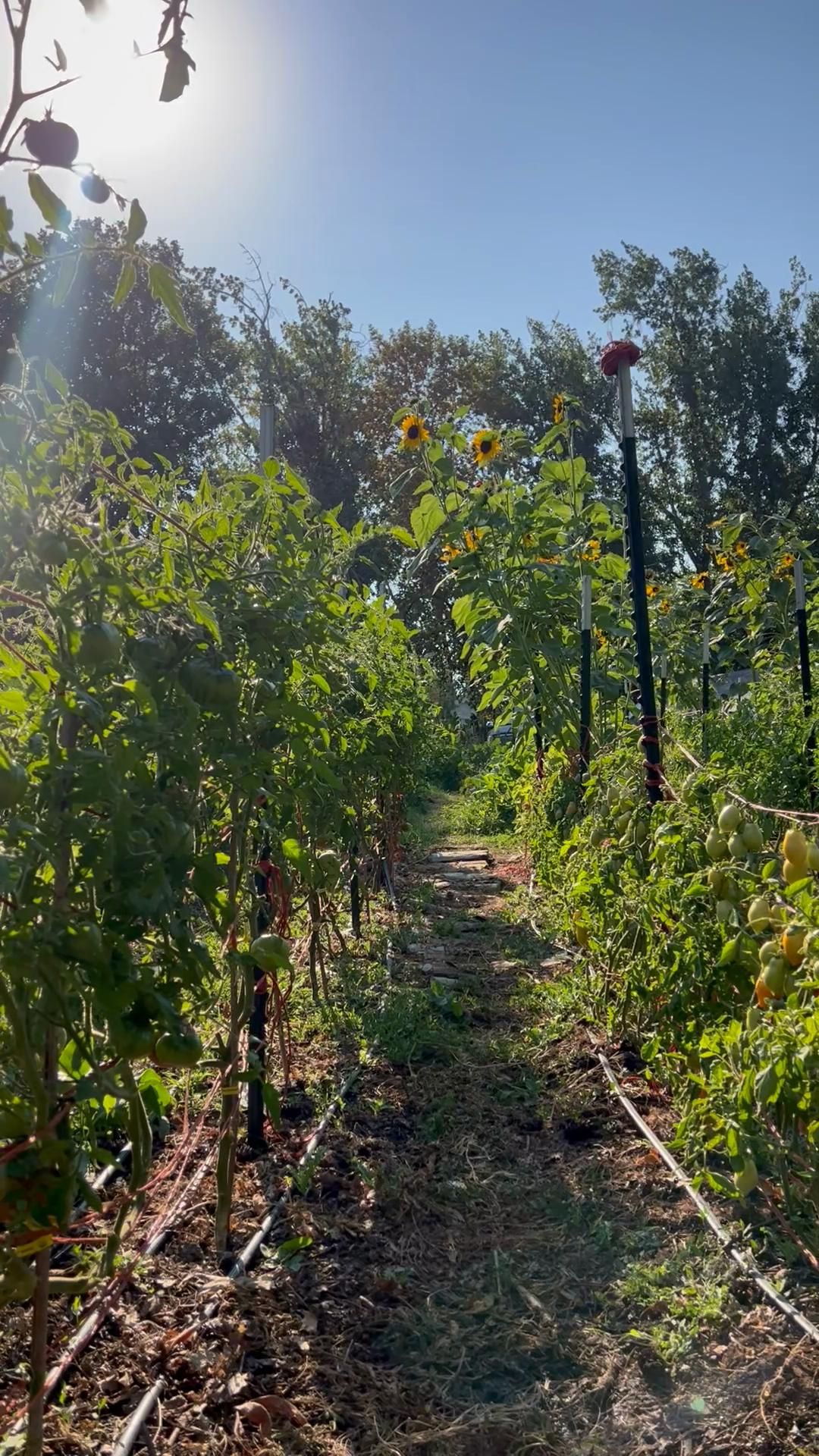 Hot August Afternoon in the Garden