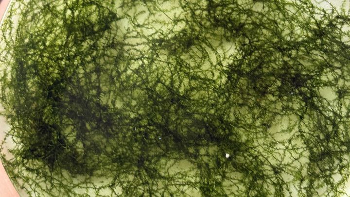 Demolding handmade coasters with live moss