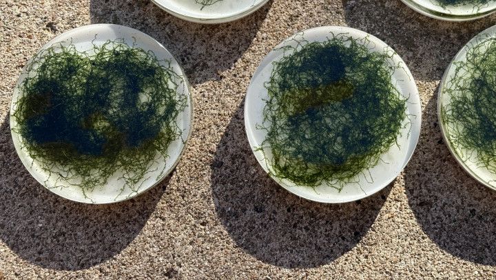 Full process of making live moss handmade coasters