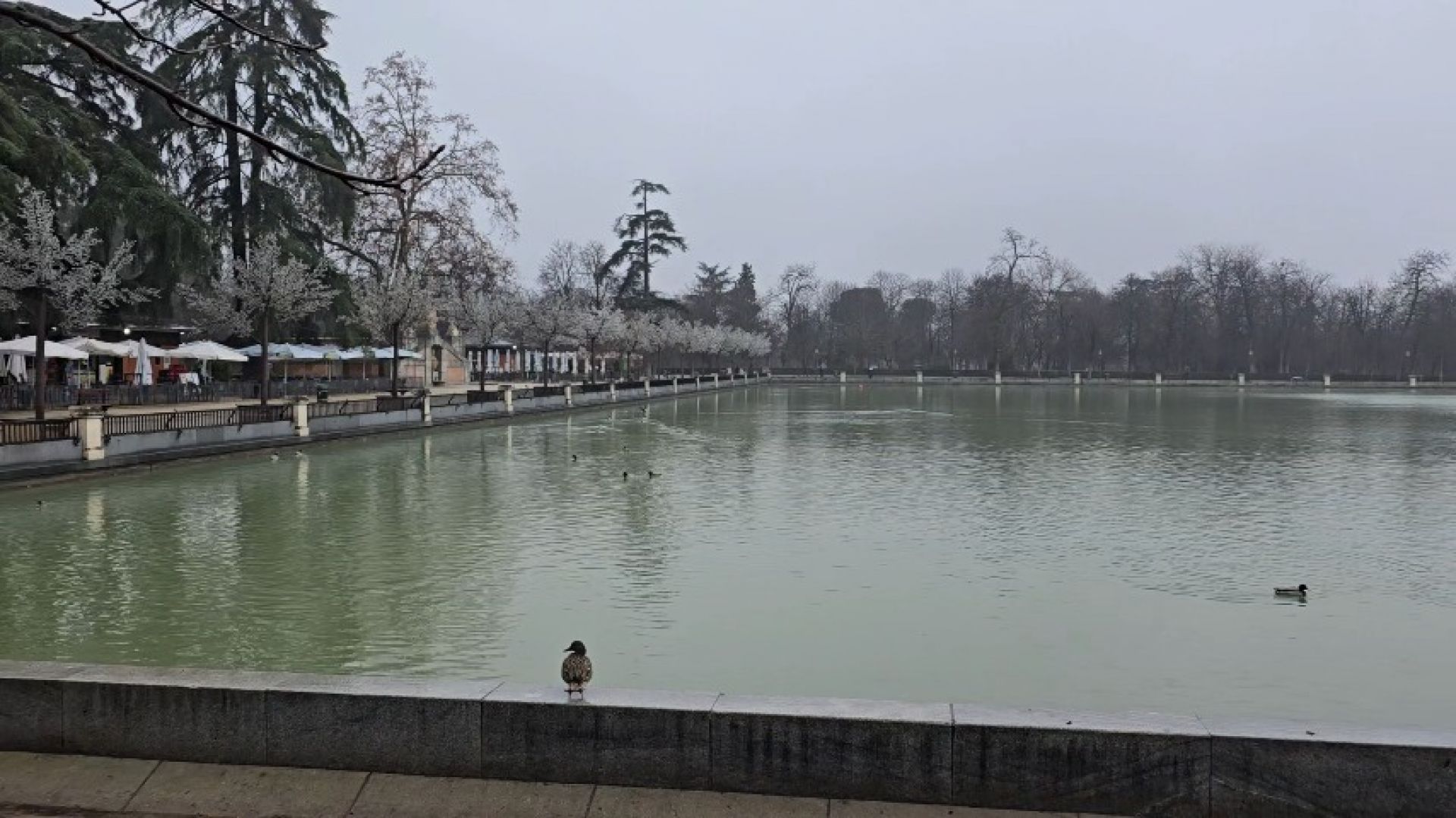 RAIN, DUCKS, PARK, WINTER IN SPAIN