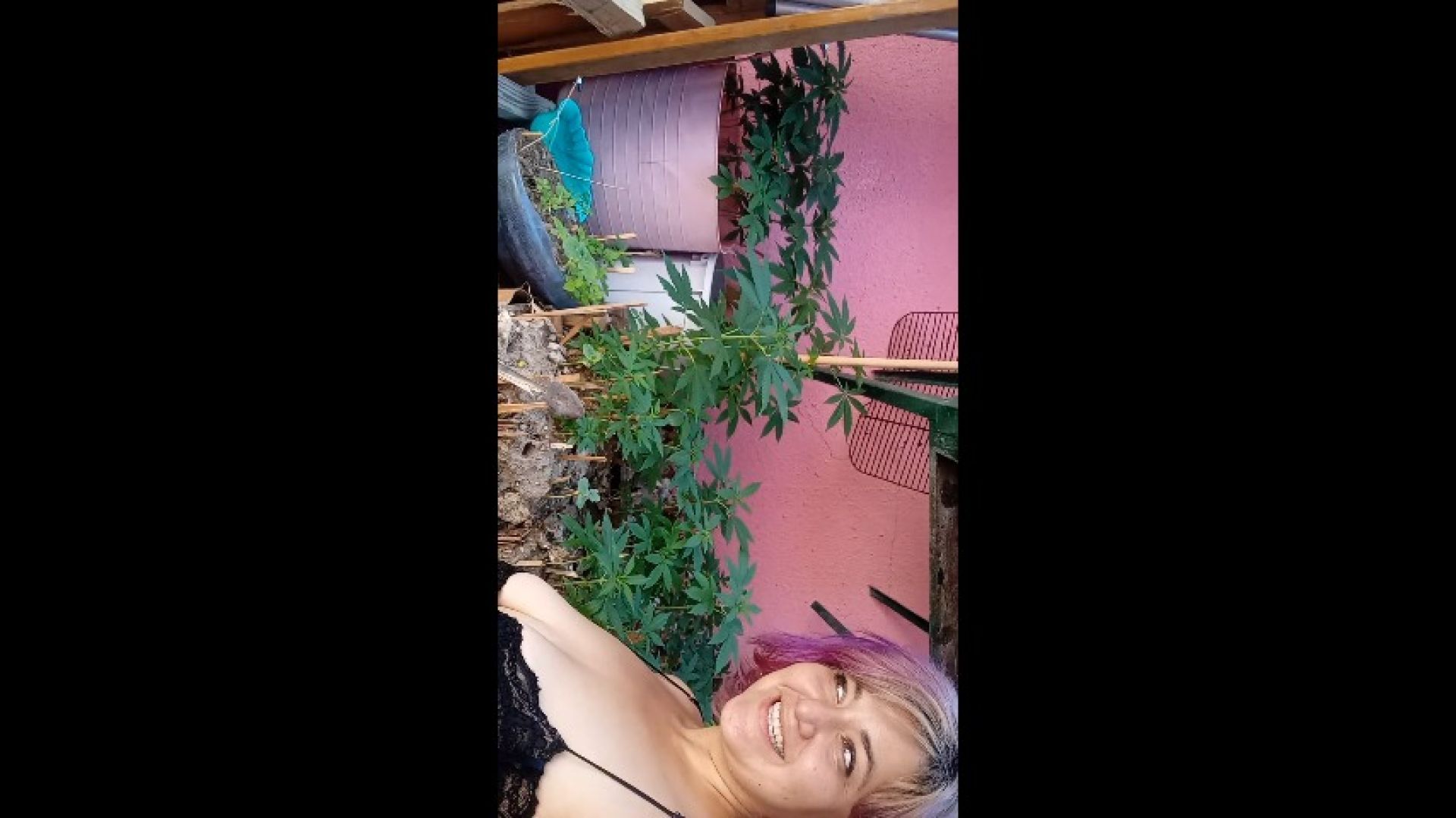 Growing Moringa Trees
